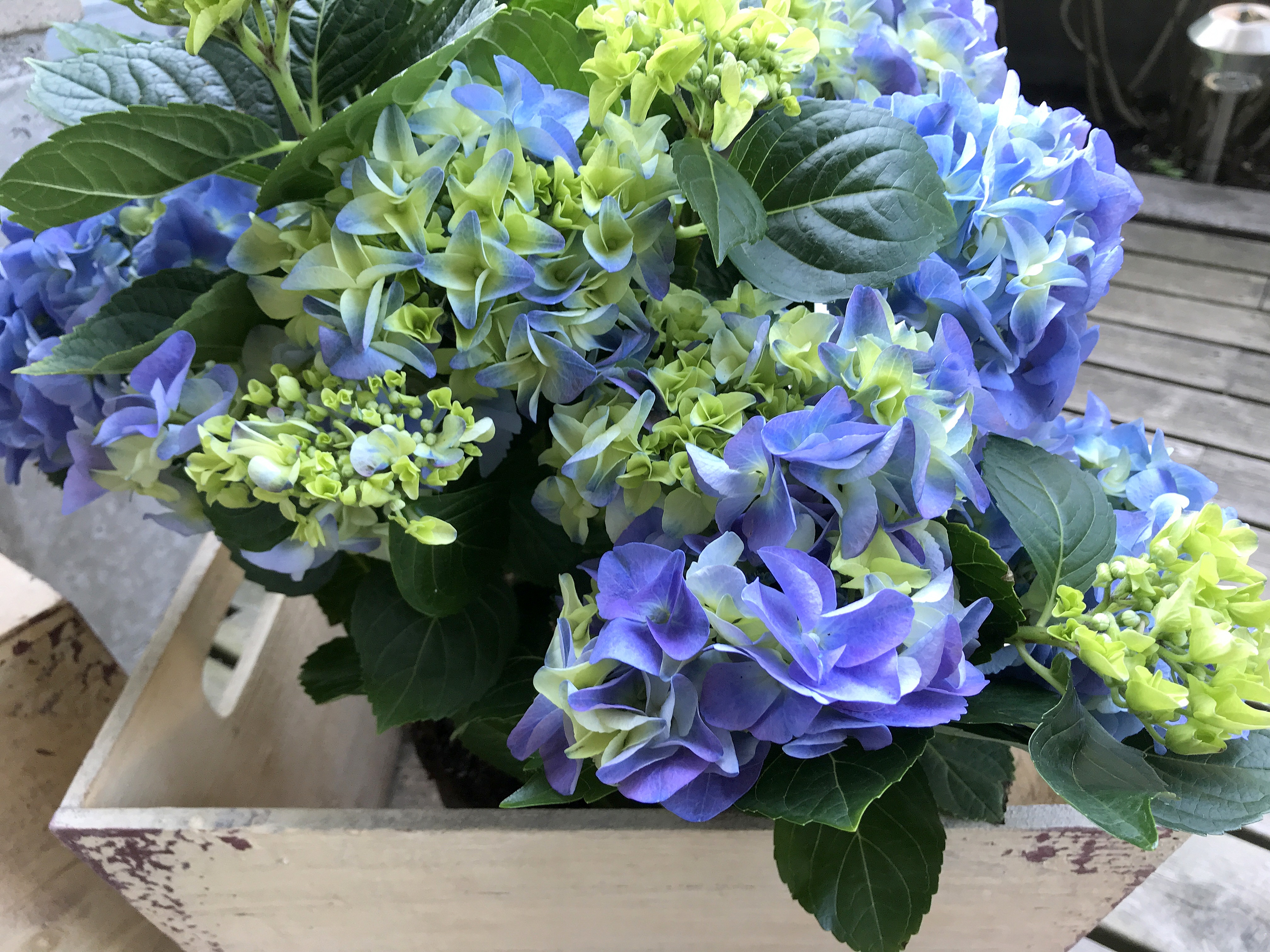 5 väriä haaste, sininen, hortensia, terassi